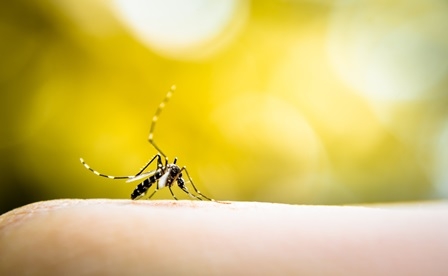 Em tempos de Coronavírus, Brasil entra em alerta com novo surto de dengue