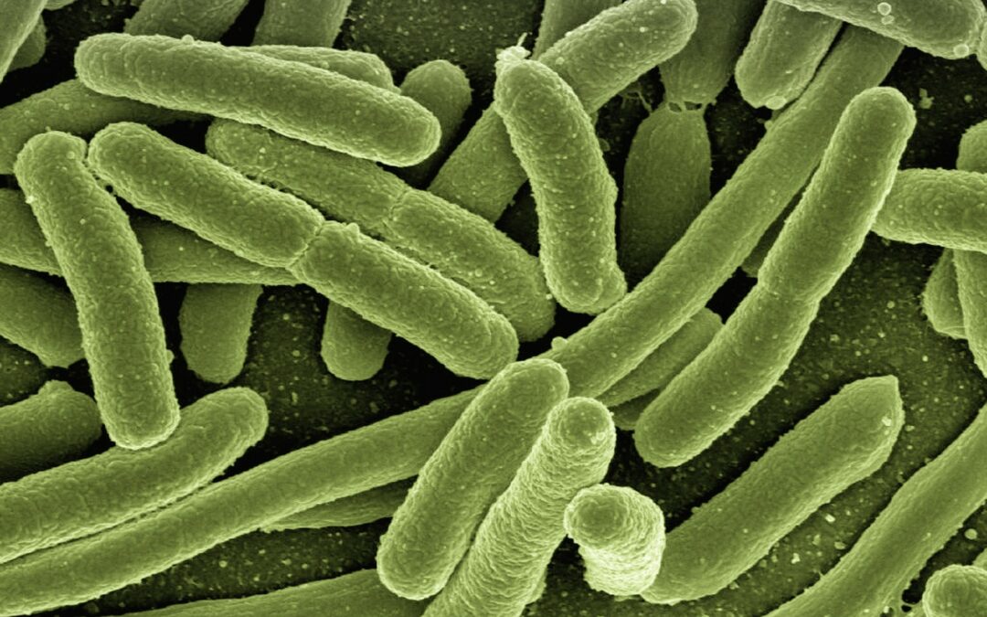 Bactérias do intestino podem ser usadas para prever ocorrência de câncer colorretal