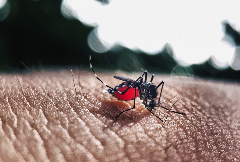 Ministério da Saúde diz que 11 estados poderão ter surto de dengue em 2020