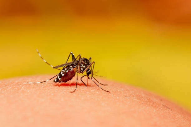 Dengue: principais cuidados, diagnóstico e tratamento