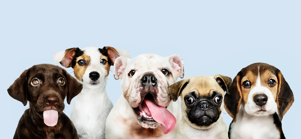Diabetes Melitus em cães e gatos: identificando sintomas e possíveis tratamentos